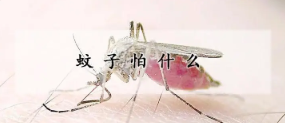 蚊子最怕什么（蚊子最怕什么声音）