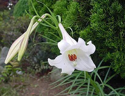 百合怎么养才能活得长久（百合花如何养存活时间更长）