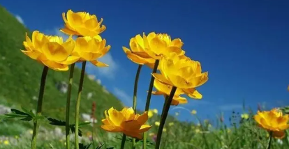 刘亦菲金莲花奖最佳女主角（刘亦菲获金莲花奖最佳女主角）