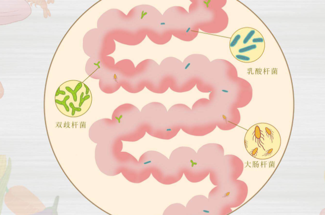 益生菌的作用与功效，益生菌有什么作用和功效？