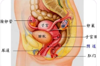 石女是什么意思