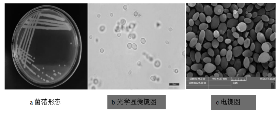 舍得“黄金酒曲”暗含降解菌可解有害生物胺，科研证实生态老酒有益健康