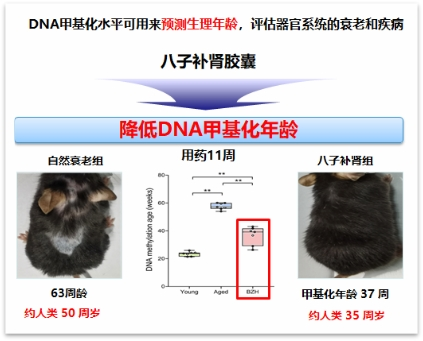 著名生物医药杂志研究提示，以岭药业八子补肾胶囊具延长寿命临床潜力