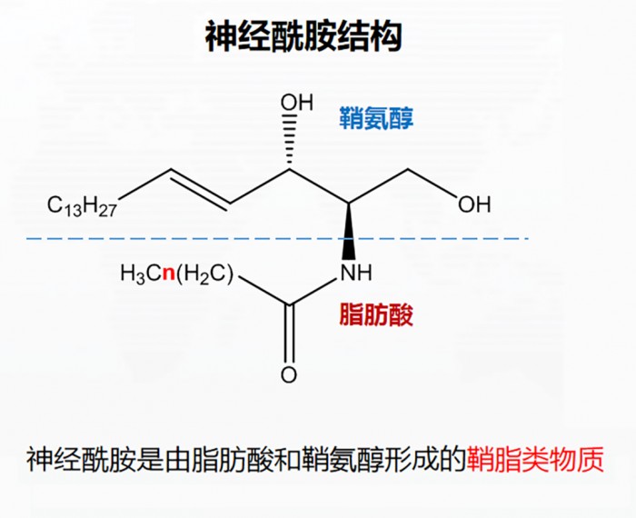 《科学》称神经酰胺更能预测心血管风险 这家公司拥有神经酰胺CERT检测全球专利