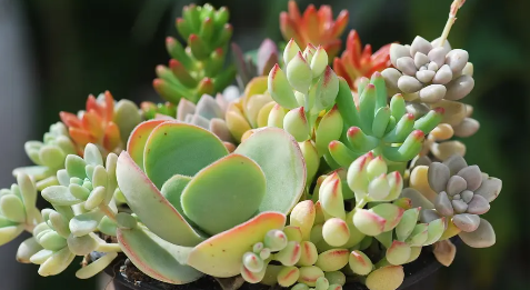 多肉植物夏天怎么养护（多肉植物如何度过夏天）