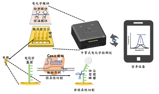 源景泰科与吐露港生物达成战略合作—当CRISPR遇上电化学，从偶遇到必然