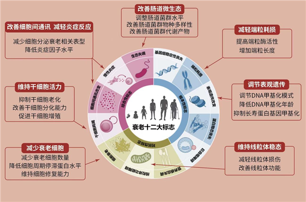 逆转DNA甲基化可抗衰老 以岭药业八子补肾登上SCI期刊