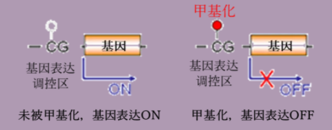 逆转DNA甲基化可抗衰老 以岭药业八子补肾登上SCI期刊