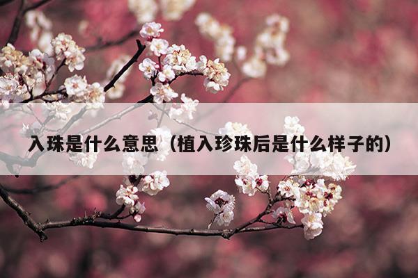 入珠是什么意思(入珠是什么意思呀)