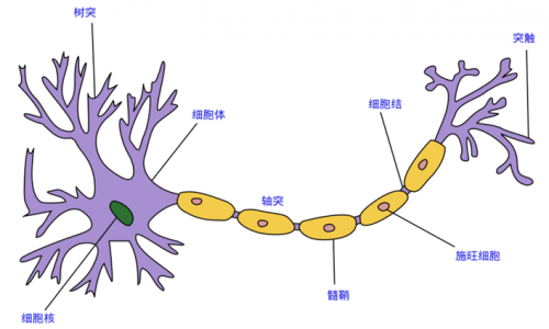 周围神经修复膜填补国内大市场，隽秀生物驰骋再生医学快车道