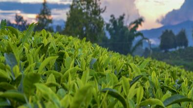 岩茶属于什么茶（武夷岩茶属于什么茶）