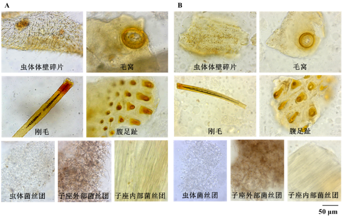 聚焦产学研生态建设，东阳光鲜虫草携手科研机构赋能冬虫夏草产业高质量发展