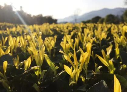 黄金芽属于什么茶