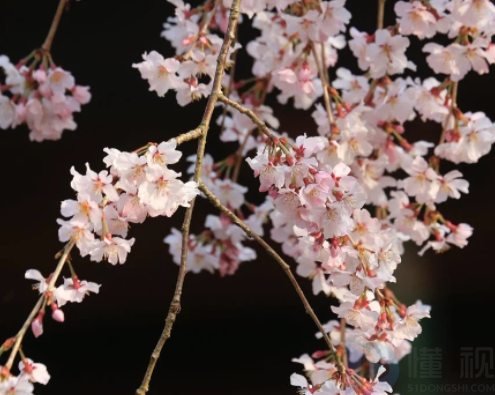 邻好上官赏花