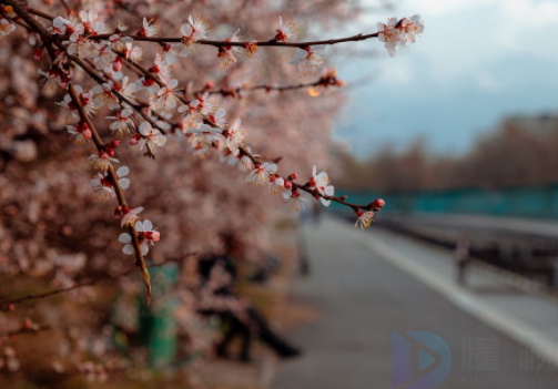 邻好上官赏花