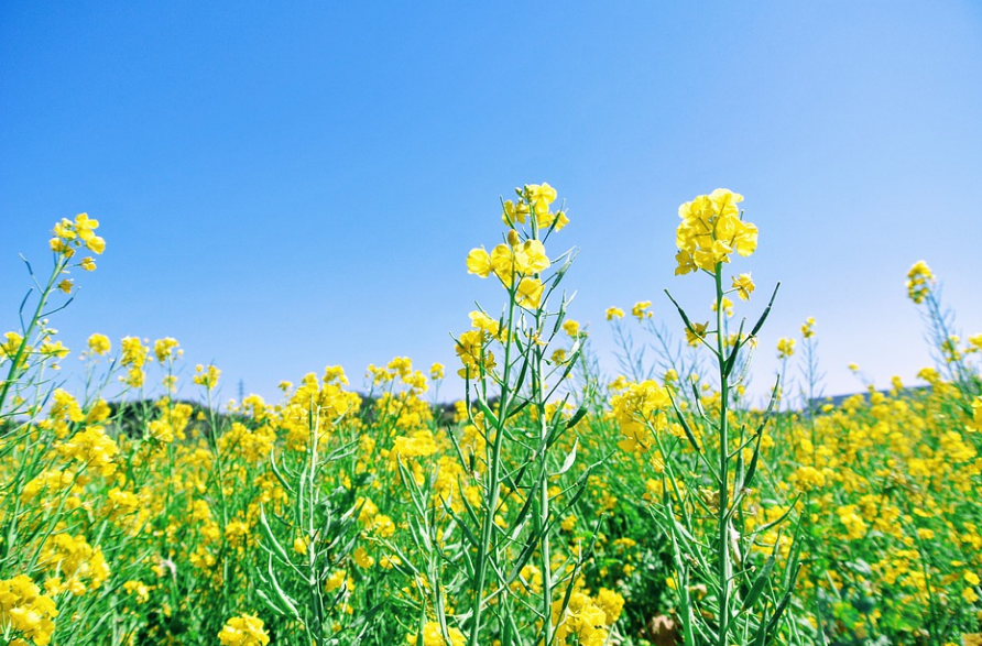 佛山哪里有赏花的地方(中秋节赏花灯图片)