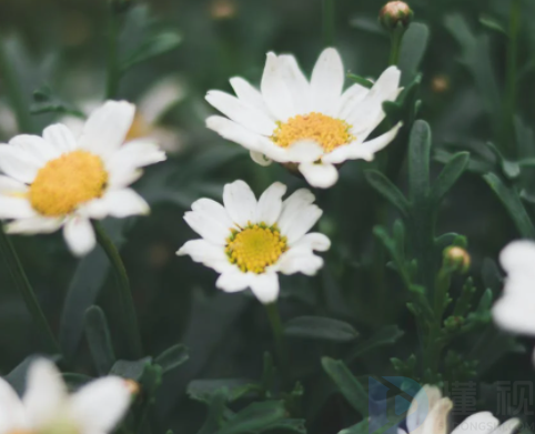 芜湖周边踏青好去处(芜湖周边游玩)