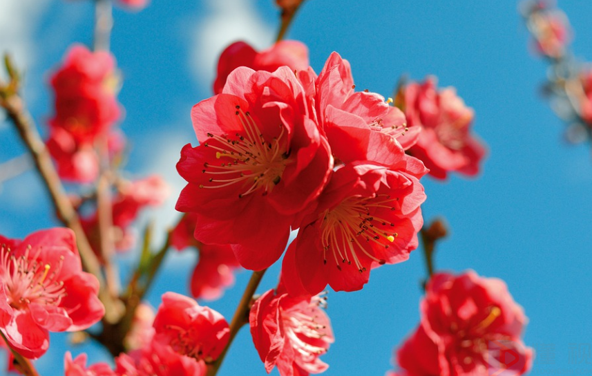 中秋节赏花灯图片