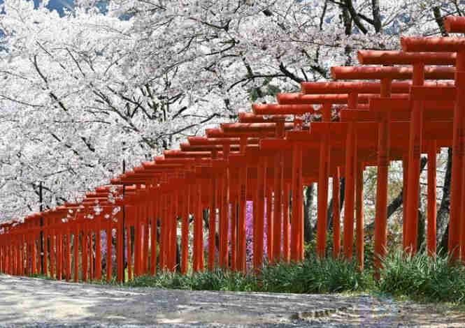 安徽去哪里看花好(安徽有哪些花卉)