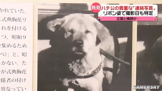 日本最有名的狗忠犬八公今年100岁了：珍贵照片展出