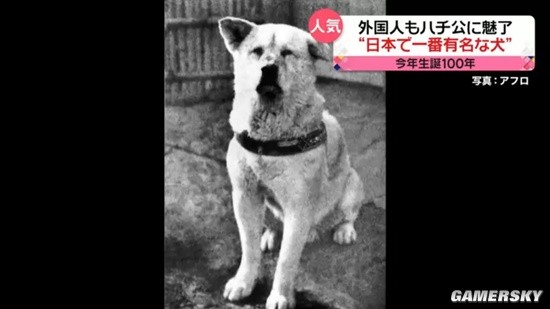 日本最有名的狗忠犬八公今年100岁了：珍贵照片展出