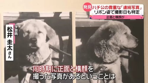 日本最有名的狗忠犬八公今年100岁了：珍贵照片展出