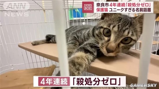 流浪猫收容所连续4年零安乐死 全靠有趣起名方式