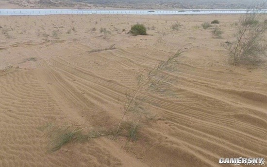 腾格里沙漠治沙植物被车碾轧 管护方：车辆冲断围栏轧毁