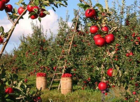 辽宁十大王牌采摘基地(辽宁山野菜种植基地)