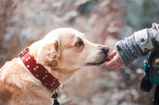 狂犬病潜伏期长达十几年是谣言：99%在1年内发作