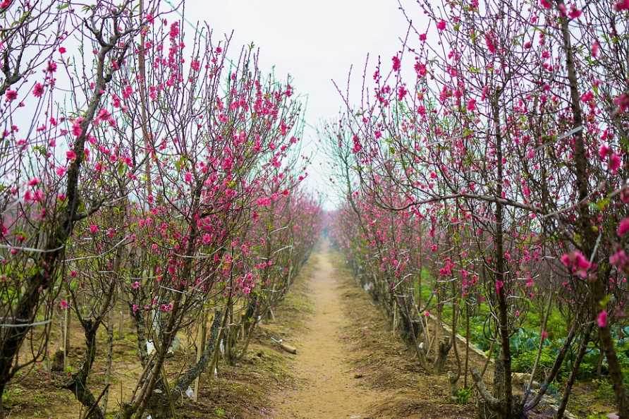 奉化桃花节赏花地点有哪些(奉化桃花节赏花地点导航)