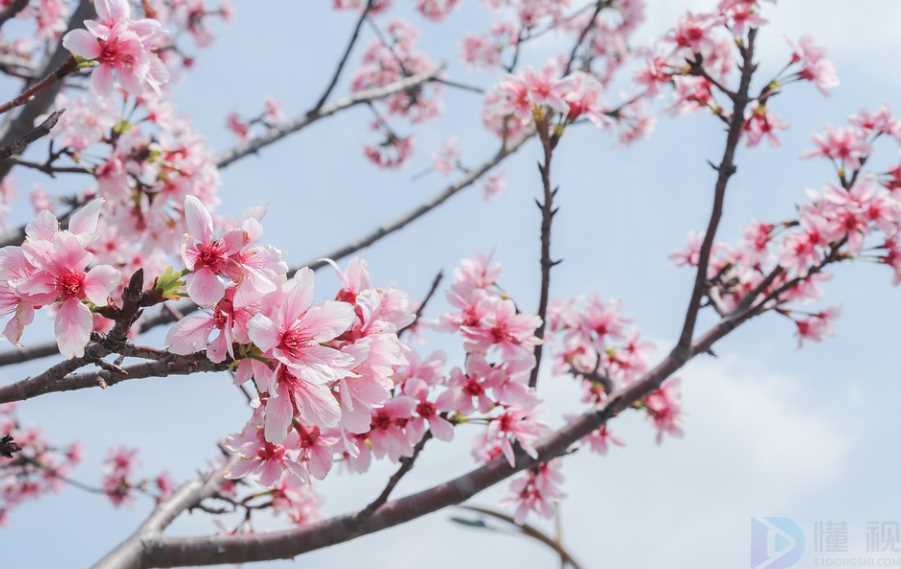 奉化桃花节赏花地点导航